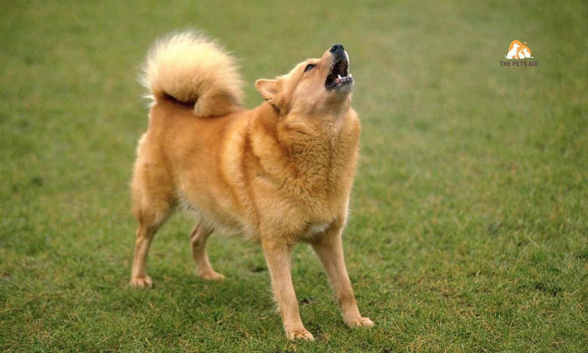 10 Dogs That Resemble Huskies - (Smaller, Bigger, & That Don't Shed) 5 Finnish Spitz